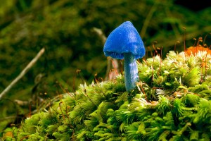 blue mushroom New Zealand