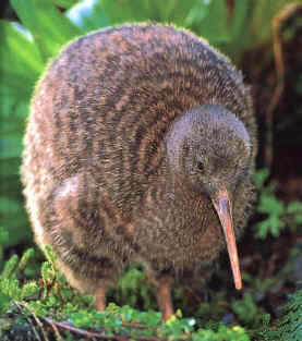 kiwi New Zealand